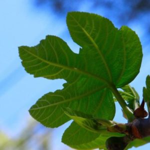 fig leaf